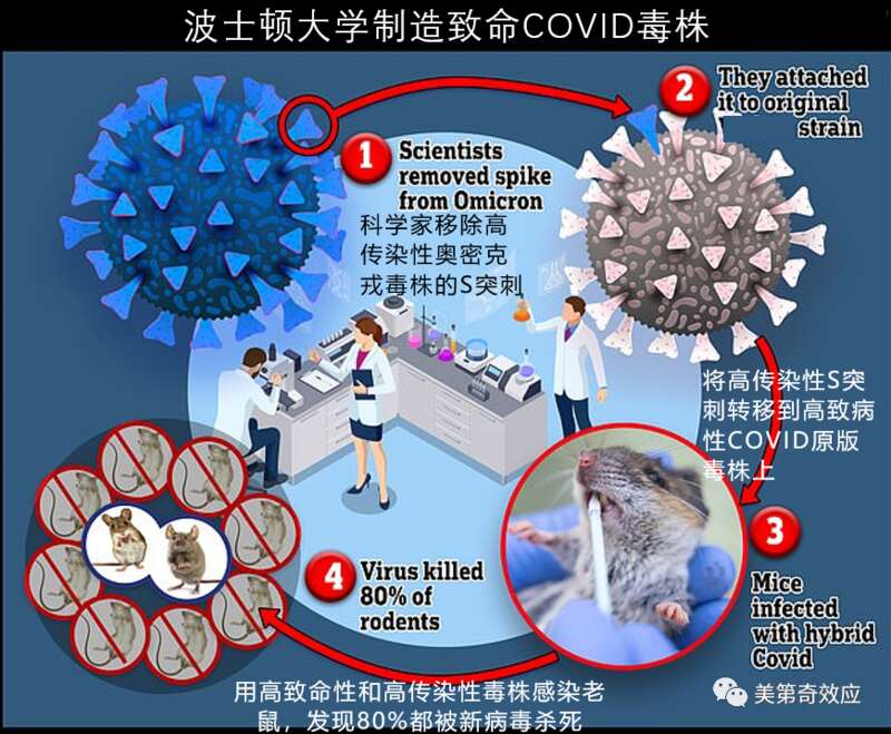 波士顿大学制造的新病毒，主要是依靠杂合的方式