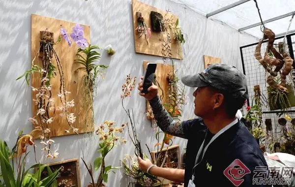 扶荔宫兰花展争奇斗艳